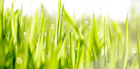 Grass with dew drops.