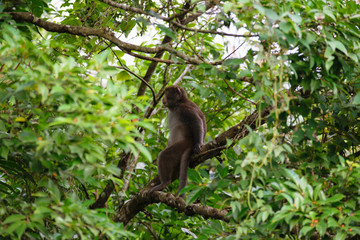 Taiwan Monkey (Formosan macaques) In Kaohsiung city