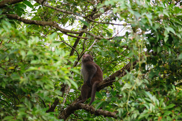 Taiwan Monkey (Formosan macaques) In Kaohsiung city
