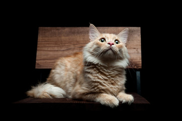 portrait of a red cat on a black background