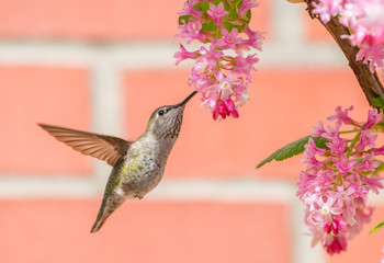 Female Anna's Hummingbird (Calypte anna) sipping nectar from pink Red Currant flowers (Ribes sanguineum)