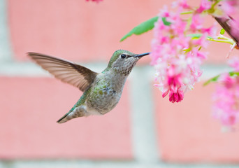 Female Anna's Hummingbird (Calypte anna) sipping nectar from pink Red Currant flowers (Ribes sanguineum)