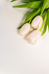 white tulips on white background