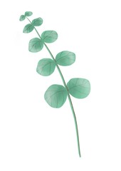 Hand drawn illustration eucalyptus baby blue flower close up isolated green