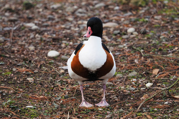 Le Tadorne de Belon (Tadorna tadorna) femelle, une oie à la tête noire sans excroissance au dessus du bec rouge