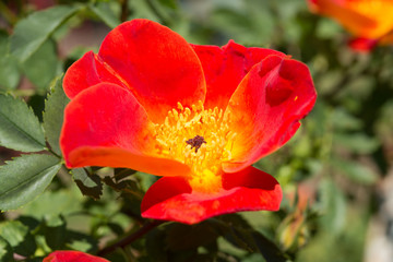 Fototapeta premium Rare Austrian Copper rose (Rosa foetida bicolor) blooming