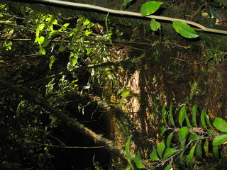 New Zealand. Nature in Hamilton. Waitomo