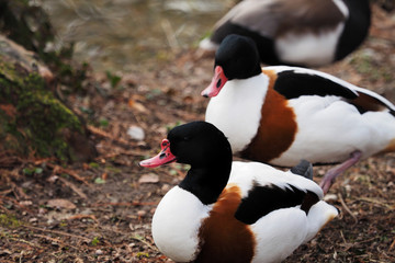 Couple de Tadorne de Belon (Tadorna tadorna) mâle et femelle