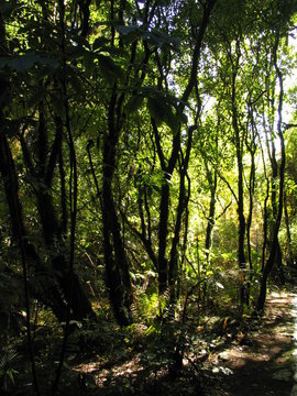 New Zealand. Nature in Hamilton. Waitomo © VEOy.com