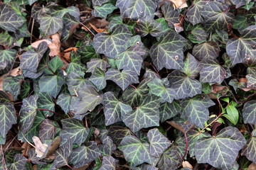 Ivy/ Creeping shrubs clinging to their adventitious roots of the walls