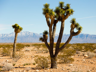 Joshua trees in arid southwestern Utah field during a sunny winter day, with hazy mountain landscape in the background