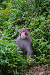 Taiwan Monkey (Formosan macaques) In Kaohsiung city