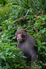 Taiwan Monkey (Formosan macaques) In Kaohsiung city