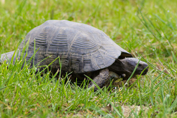 tartaruga di terra su prato