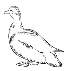 Contour of duck