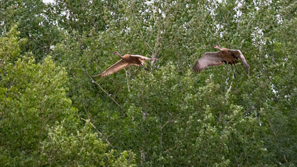 Sandhill cranes in flight