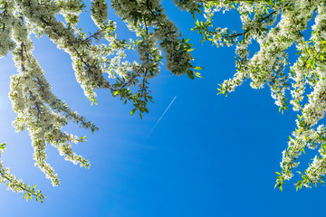 Blossoming tree with white flowers on a background of blue sky. Spring landscape.