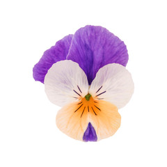 isolated viola flower portrait on white background