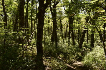 bosque de viejos y altos arboles en la patagonia