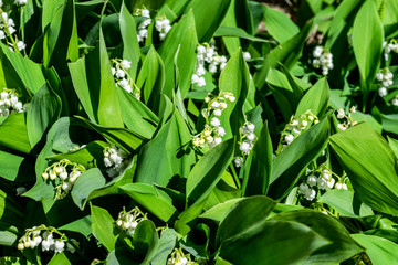Blooming forest lilies of the valley close-up. Floral spring background with green leaves.
