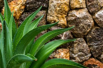 Green tree plant growing along orange wall, vintage, in thailand, sensitive focus.