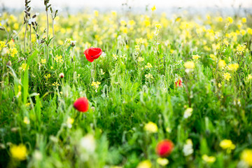 Wild flowers blooming, blurred background