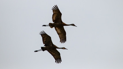 Sandhill cranes in flight