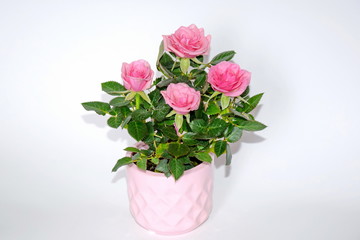 Fototapeta na wymiar Pink Small Bush of Roses in a Pot Decoration Stock Photo