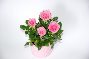 Obraz na płótnie Canvas Pink Small Bush of Roses in a Pot Decoration Stock Photo