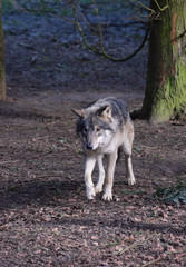 Obraz premium Eurasian Wolf Canis lupus lupus
