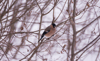 Bullfinch with a red breast on a branch close up in winter
