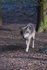 Eurasian Wolf Canis lupus lupus