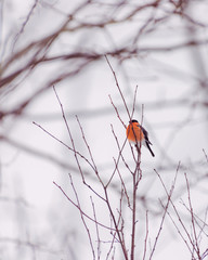 Bullfinch with a red breast on a branch close up in winter