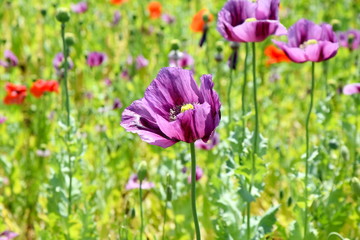 Papaver somniferum L Poppy Colorful Field Background Stock Photo