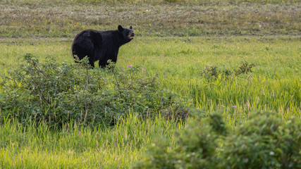 black bear in meadow