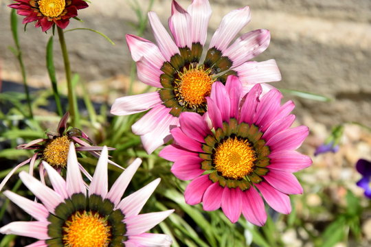 Gazania Home Garden Plant Gardening Planting Srock Photo