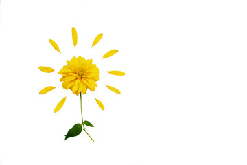 sun made of yellow flower isolated