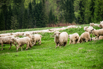 Obraz premium Traditional sheep pasture in mountains