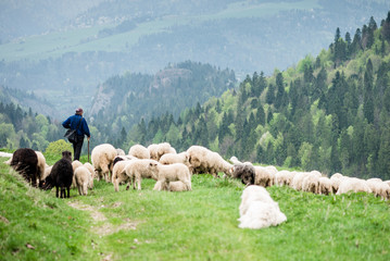 Fototapeta premium Traditional sheep pasture in mountains