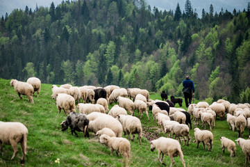 Obraz premium Traditional sheep pasture in mountains