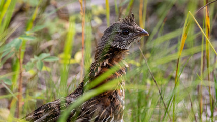 Grouse in the grass