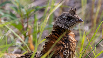 Grouse in the grass