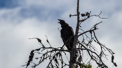 Raven
