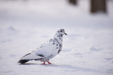White dove in the snow