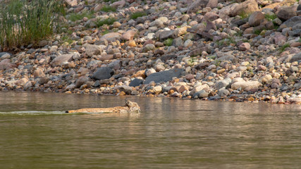 Lynx swimming