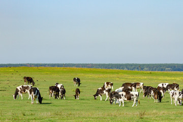 Fototapeta premium A herd of young cows and heifers grazing in a lush green pasture of grass on a beautiful sunny day. Black and white cows in a grassy field on a bright and sunny day