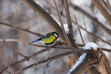 Blue tit on a winter branch