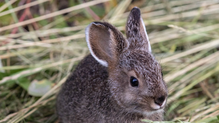 rabbit in the grass