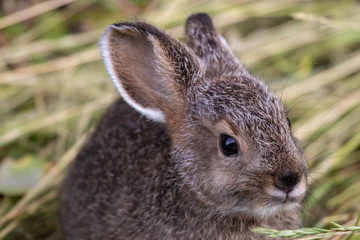 rabbit in the grass