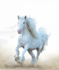 Fototapeta na wymiar Snow white horse running